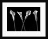 Calla lilies in a row by Assaf Frank